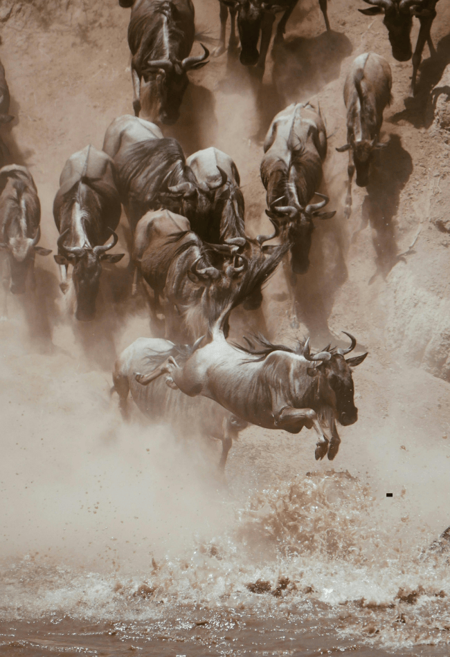 7 DAYS GREAT MIGRATION SAFARI
