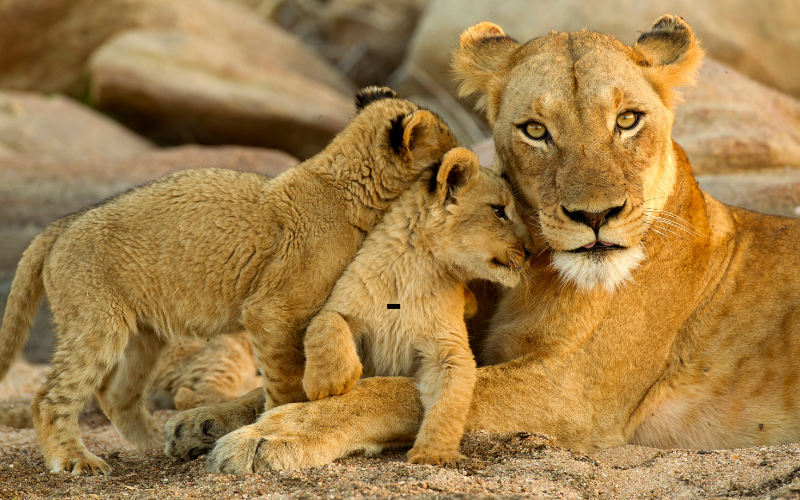 5 DAYS TANZANIA SAFARI